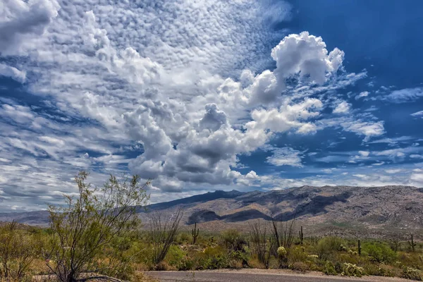 Parc National Saguaro Paysage Avec Ciel Nuageux Magnifique — Photo
