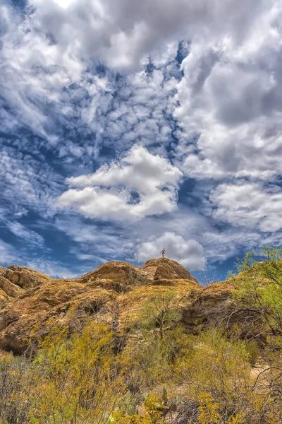 Saguaro Nemzeti Park Táj Gyönyörű Felhős — Stock Fotó