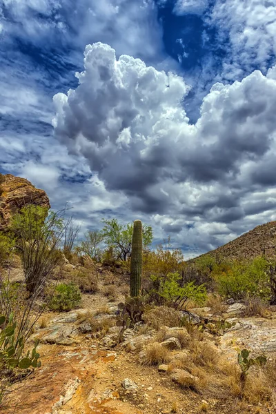 Εθνικό Πάρκο Saguaro Τοπίο Όμορφο Συννεφιασμένο Ουρανό — Φωτογραφία Αρχείου