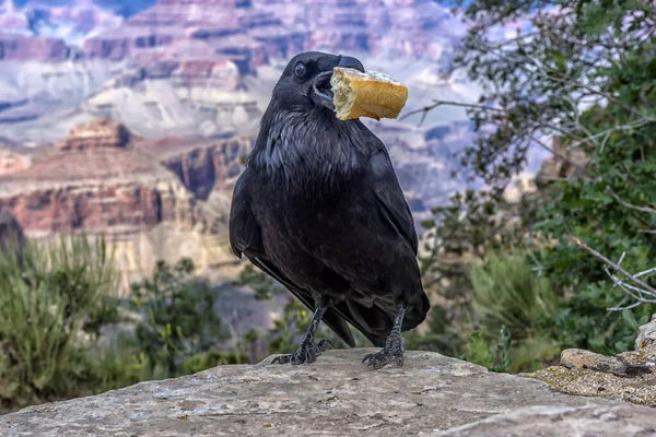 Beautiful Large Raven Piece Bread Its Beak Background Grand Canyon — Stock Photo, Image