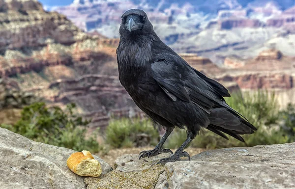 Beautiful Large Raven Piece Bread Its Beak Background Grand Canyon — Stock Photo, Image