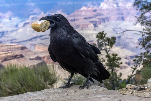 Beautiful Large Raven Piece Bread Its Beak Background Grand Canyon — Stock Photo, Image