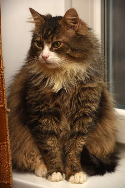 Vacker Fluffig Brun Med Vit Sibirisk Katt — Stockfoto