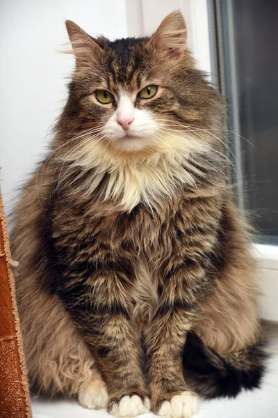 Beautiful Fluffy Brown White Siberian Cat — Stock Photo, Image