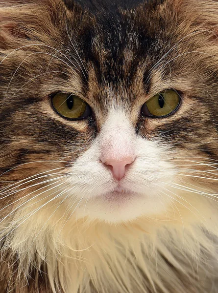 Mooi Pluizig Bruin Met Een Witte Siberische Kat — Stockfoto