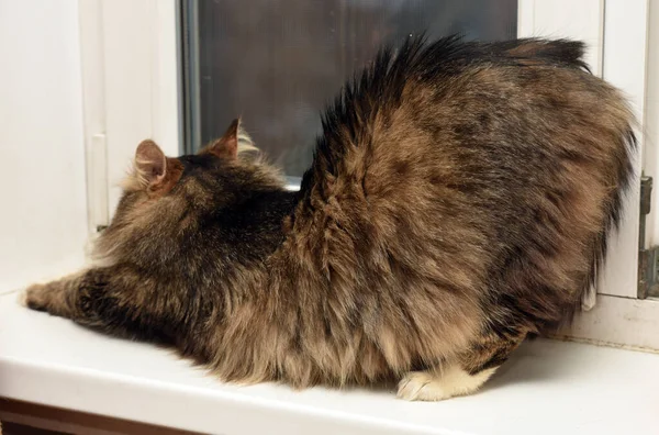 Beautiful Fluffy Brown White Siberian Cat Stretches — Stock Photo, Image