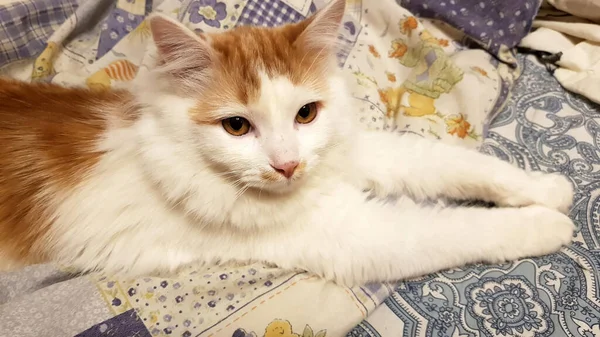 stock image cute red-haired with white cat lies outstretched paws