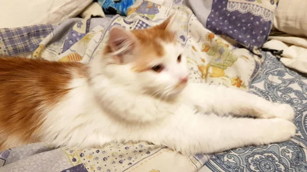 Cute Red Haired White Cat Lies Outstretched Paws — Stock Photo, Image