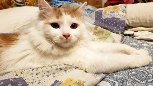 Cute Berambut Merah Dengan Kucing Putih Terletak Cakar Terentang — Stok Foto