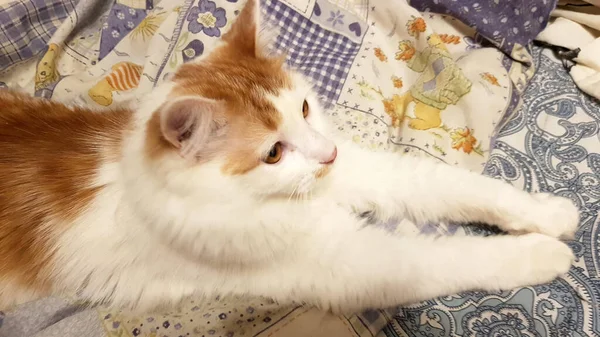 Χαριτωμένο Κόκκινα Μαλλιά Λευκή Γάτα Βρίσκεται Απλωμένα Πόδια — Φωτογραφία Αρχείου