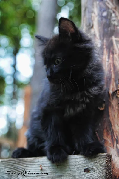 Liten Svart Fluffig Kattunge Staketet — Stockfoto