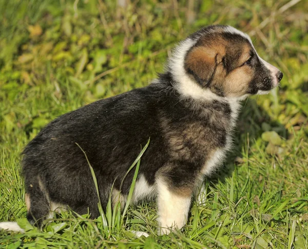 Niedlicher Dreizackiger Welpe Mestizohund Auf Grünem Gras — Stockfoto