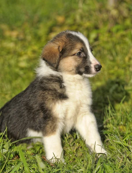 Schattig Drie Puntige Puppy Mestizo Hond Groen Gras — Stockfoto