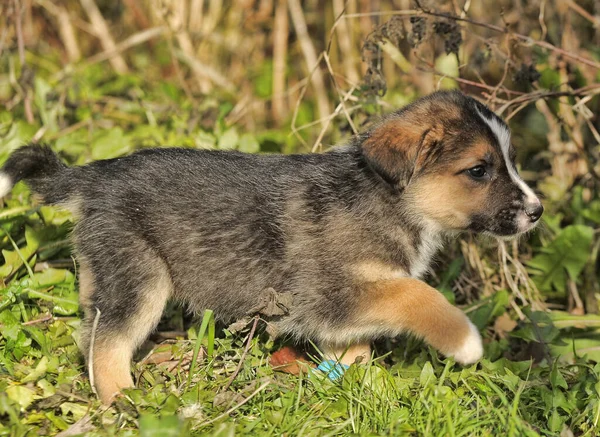 Schattig Drie Puntige Puppy Mestizo Hond Groen Gras — Stockfoto