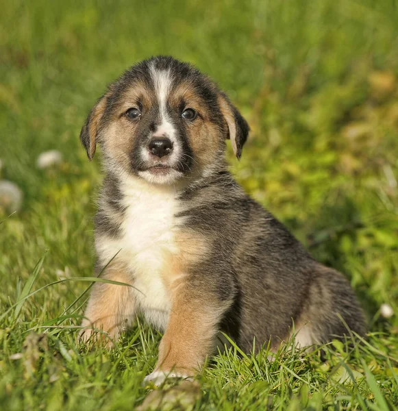 Lindo Cachorro Tres Puntas Perro Mestizo Sobre Hierba Verde — Foto de Stock