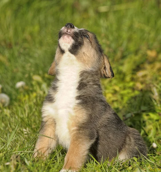 Bonito Cachorro Três Pontas Mestiço Cão Grama Verde — Fotografia de Stock