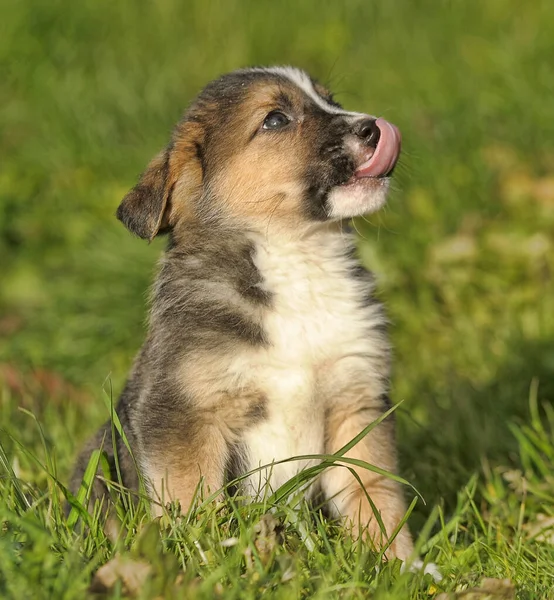 Schattig Drie Puntige Puppy Mestizo Hond Groen Gras — Stockfoto