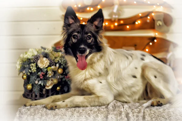 Porträtt Vacker Vit Med Svart Glad Pooch Hund — Stockfoto