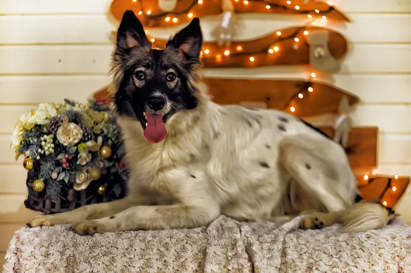 Porträt Eines Schönen Weißen Mit Schwarzen Glücklichen Hund — Stockfoto