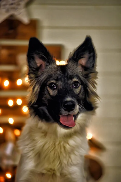 Portretul Unui Alb Frumos Câine Negru Fericit — Fotografie, imagine de stoc