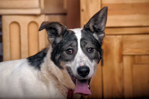 Porträt Eines Schönen Weißen Mit Schwarzen Glücklichen Hund — Stockfoto