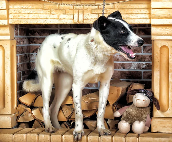 Retrato Belo Branco Com Preto Feliz Cão Pooch — Fotografia de Stock