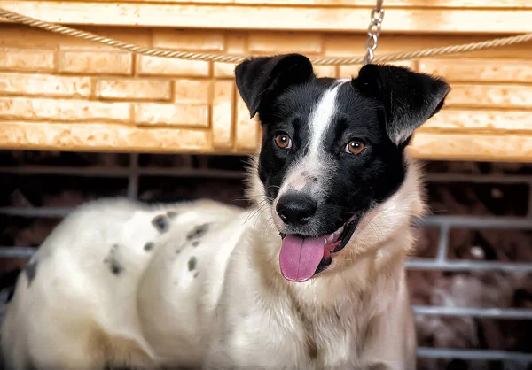 Porträt Eines Schönen Weißen Mit Schwarzen Glücklichen Hund — Stockfoto
