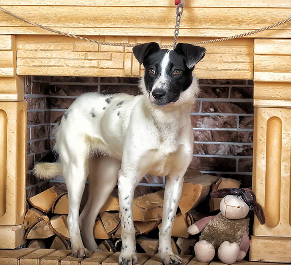 Retrato Hermoso Blanco Con Perro Perro Negro Feliz — Foto de Stock