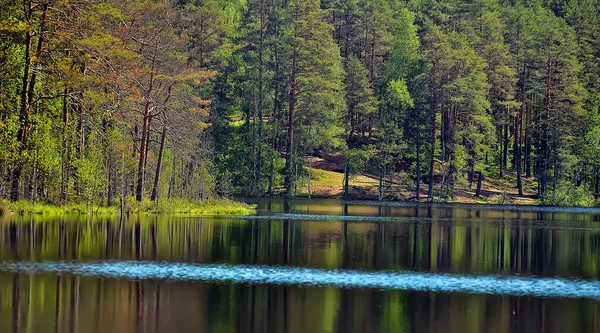 松林と湖 — ストック写真