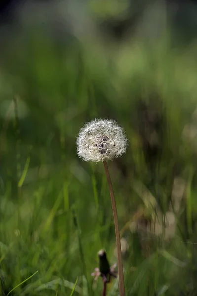 緑の草の中のタンポポ — ストック写真