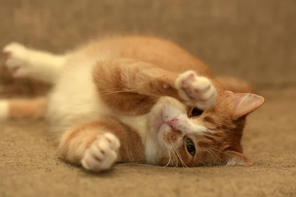 Vermelho Brincalhão Com Gato Branco Jaz Sofá — Fotografia de Stock