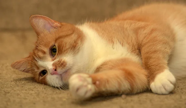 Vermelho Brincalhão Com Gato Branco Jaz Sofá — Fotografia de Stock