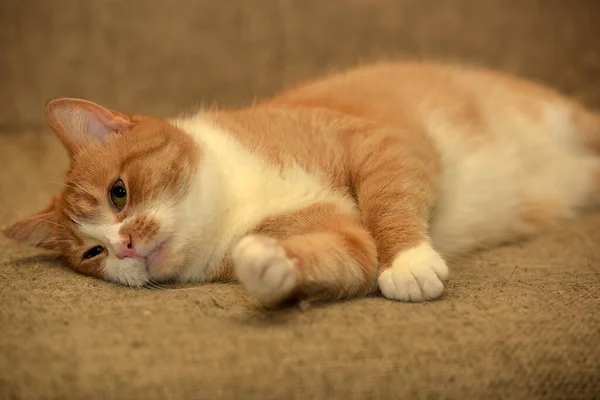 Speels Rood Met Een Witte Kat Ligt Een Bank — Stockfoto