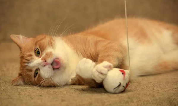 Juguetón Rojo Con Gato Blanco Encuentra Sofá —  Fotos de Stock