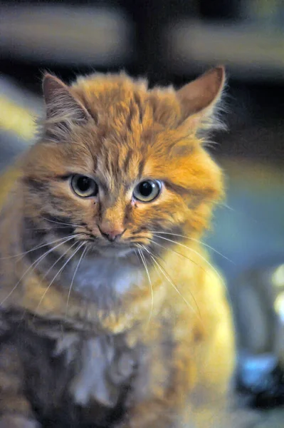 Cute Rudy Kot Zabawnym Wyrazem Twarzy — Zdjęcie stockowe