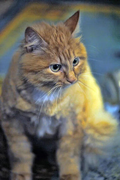 Chat Roux Mignon Avec Une Expression Drôle Sur Visage — Photo