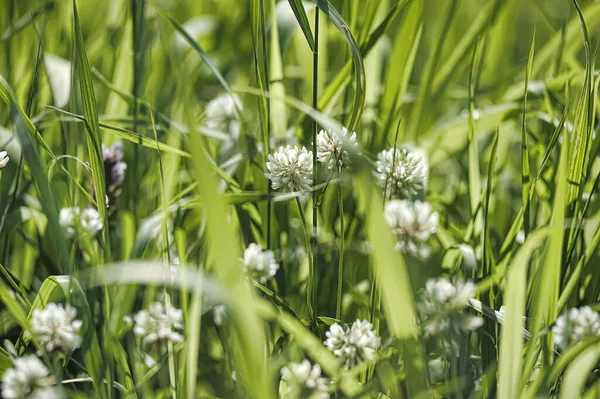 夏田里的白三叶草 — 图库照片