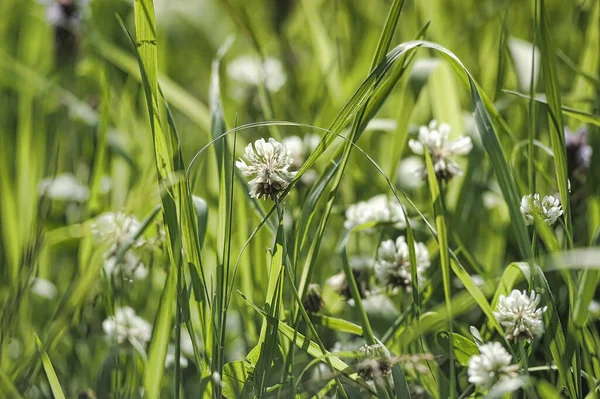 Weißklee Sommerfeld — Stockfoto