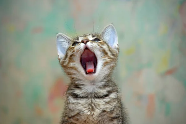 美しいかわいいヤウニング若いです純血ストライプタビー赤茶色の猫 — ストック写真