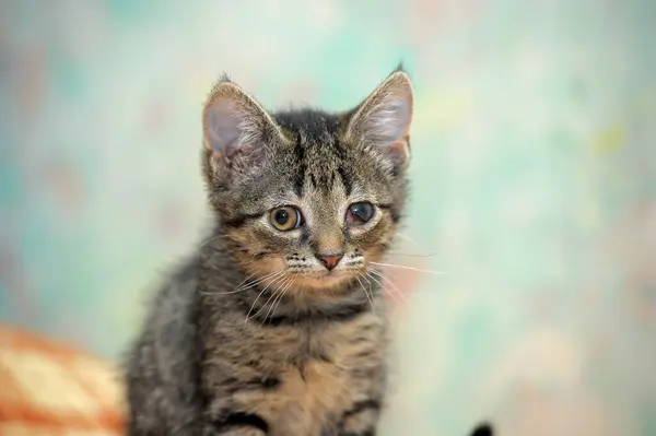 Şirin Kahverengi Çizgili Kedi Yavrusu — Stok fotoğraf