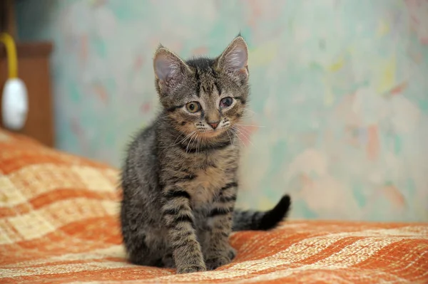 Cute Little Brown Striped Kitten — Stock Photo, Image