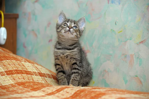 Söt Liten Brun Randig Kattunge — Stockfoto