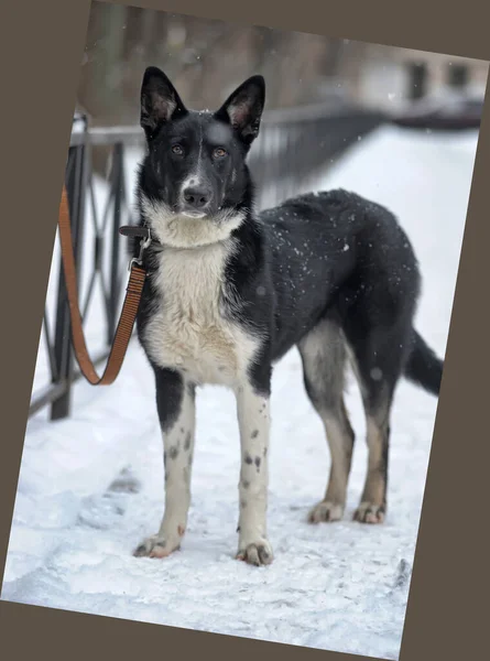Mischling Groß Schwarz Mit Weißem Hund Auf Winterlichem Hintergrund — Stockfoto