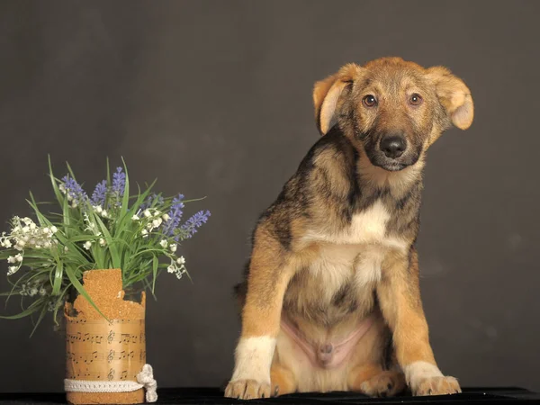 Mongrel Bruine Puppy Een Grijze Achtergrond Naast Bloemen — Stockfoto