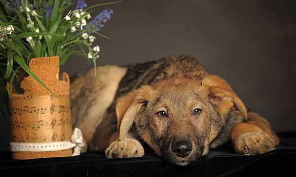 Mongrel Bruine Puppy Een Grijze Achtergrond Naast Bloemen — Stockfoto