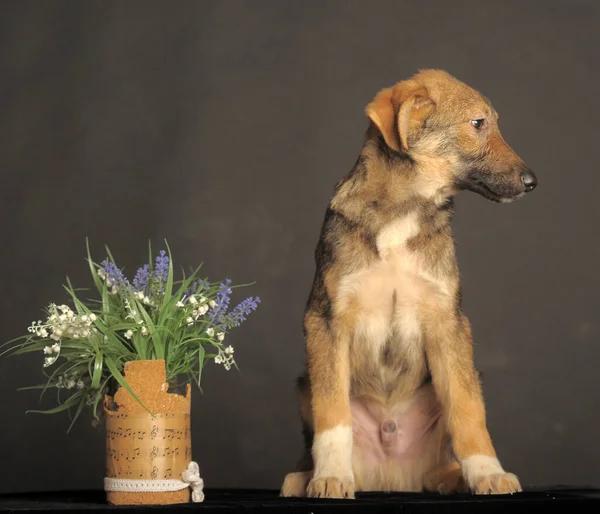 Mongrel Bruine Puppy Een Grijze Achtergrond Naast Bloemen — Stockfoto