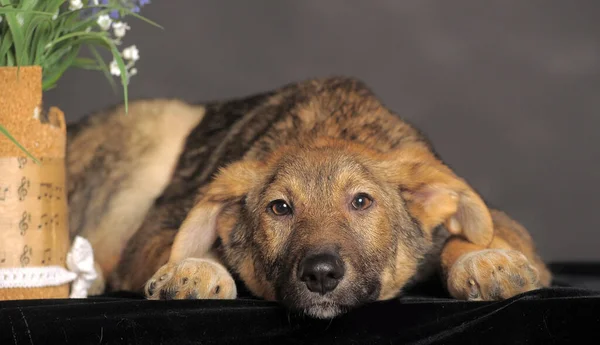 Mongrel Bruine Puppy Een Grijze Achtergrond Naast Bloemen — Stockfoto