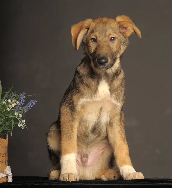 花旁边灰色背景上的灰蒙蒙褐色小狗 — 图库照片