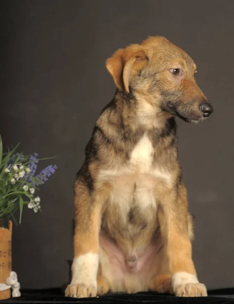 Mongrel Bruine Puppy Een Grijze Achtergrond Naast Bloemen — Stockfoto