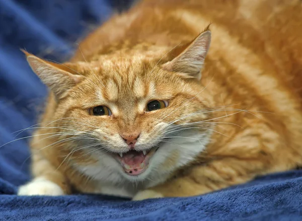 Kızıl Kedi Açıkça Miyavlıyor — Stok fotoğraf